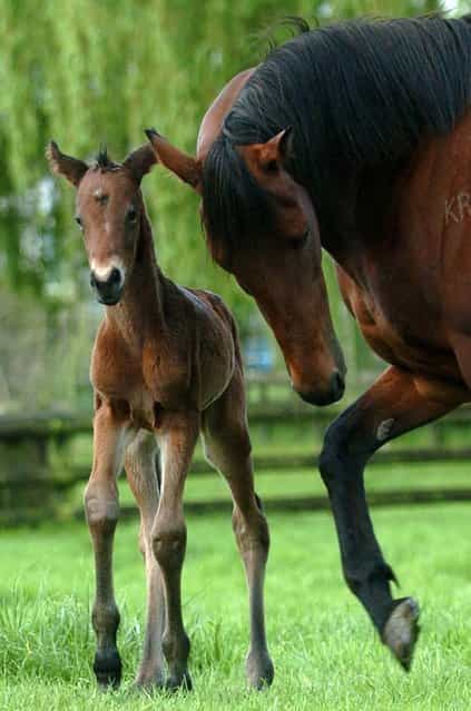 A mare keeps an eye on her first foal, a filly, at Cambridge Stud, Cambridge, New Zeland. (Photo by Ross Land/FotoPress)