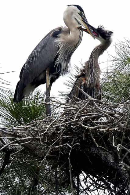 A young great blue heron tries to coax some food from its mother as the two sit in their nest at Pendarvis Cove Park in Palm City. (Photo by Paul J. Milette/The Palm Beach Post)