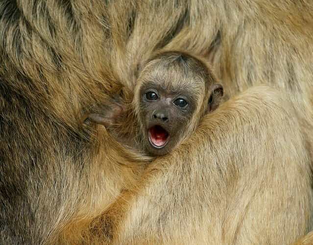 A howler monkey baby, almost 5 months old, clings to his mother's back at Smithsonian’s National Zoo. (Photo by Clyde Nishimura/Smithsonian’s National Zoo)