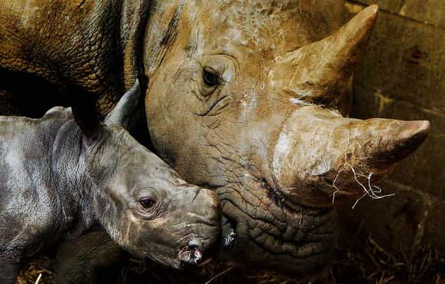 A newborn African white rhino calf is watched by its mother at Whipsnade Wild Animal Park in Bedfordshire, England. (Photo by Scott Barbour/Getty Images)