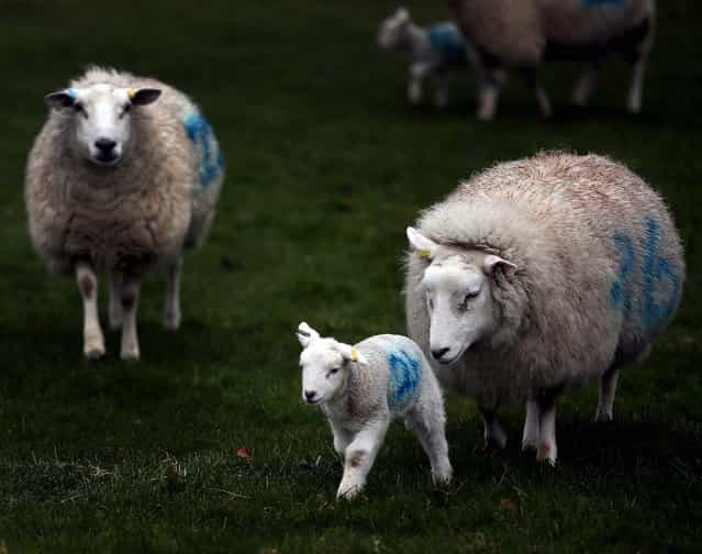 Newborn lambs and their mothers run in a field on a farm in the Wiltshire village of Edington, England. (Photo by Matt Cardy/Getty Images)