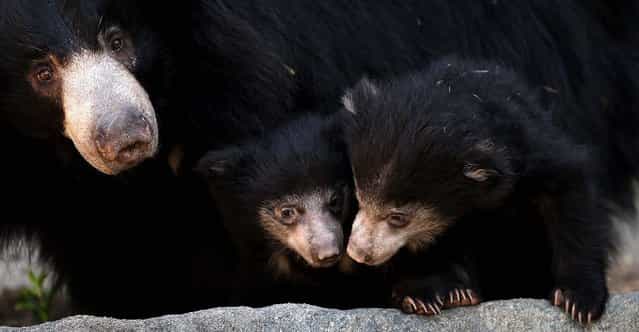 Hani, a 10-year-old sloth bear, wanders her enclosure with her two cubs at the Brookfield Zoo in Brookfield, Illinois. (Photo by Scott Olson/Getty Images)
