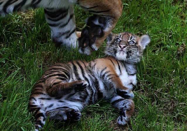 A two-month-old Sumatran tiger cub sits in the grass with its mother at the San Francisco Zoo. (Photo by Justin Sullivan/Getty Images)