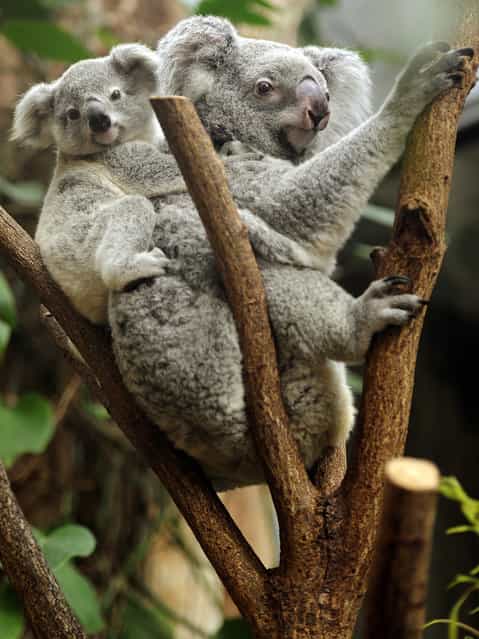 A young koala sits on the back of its mother in their enclosure at the Zoo in Duisburg, Germany, on March 27, 2013. The young animal is one of two baby koalas, that were born in the zoo six months ago. (Photo by Marius Becker/AFP Photo)