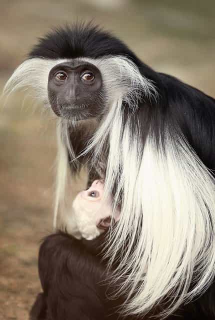 Olivia, a 5-year-old Angolan colobus monkey, clutches her baby at the Brookfield Zoo in Illinois. (Photo by Scott Olson/Getty Images)