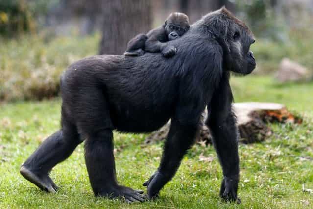 Gorilla mother Jamani and her baby, Bomassa, roam the Forest Glade exhibit at the North Carolina Zoo in Asheboro, N.C. (Photo by Jerry Wolford / News & Record via AP Photo)