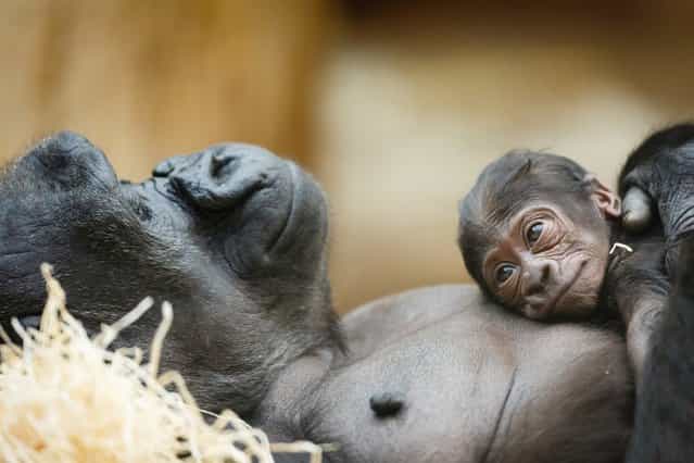 Western lowland gorilla Kijivu holds her newborn baby at the Prague Zoo in the Czech Republic. (Photo by Isifa/Getty Images)