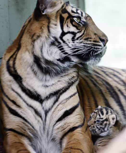 A three-weeks-old tiger baby lies next to its mother as it is presented for the first time to the public in the Zoo of Frankfurt, Germany. The tiger bay has no name yet since its gender is still unclear. (Photo by Michael Probst/AP Photo)