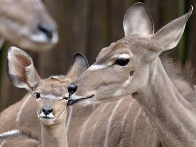A young kudu stands next to his mother at the Duisburg Zoo in Germany. A kudu is a species of antelope. (Photo by Federico Gambarini/EPA)