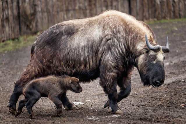 A 3-week-old takin runs next to its mother at the Wroclaw Zoo in Poland. The Mishmi takin is an endangered goat-antelope native to India, Myanmar and China. (Photo by Maciej Kulczynski/EPA)