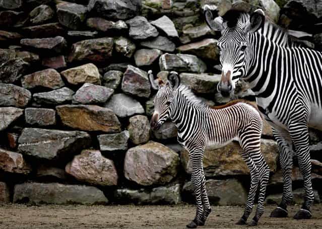 A newborn zebra stays close to its mother on its first day outside the barn at the Artis zoo in Amsterdam, the Netherlands. (Photo by Sander Koning/EPA)