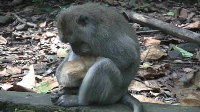 Monkey Adopts Kitten By Anne Young