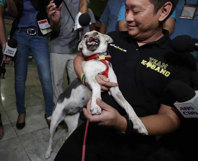 Kabang, a two-year-old injured mixed breed, is cuddled by Filipino veterinarian Anton Lim upon arrival at the Ninoy Aquino International Airport in Pasay city, south of Manila, Philippines, early Saturday June 8, 2013 from San Francisco, Calif. Kabang that lost half her face saving the lives of two girls returned home after treatment at the University of California, Davis, veterinary hospital for seven months with $27,000 in donations raised in the Philippines and abroad. (Photo by Bullit Marquez/AP Photo)