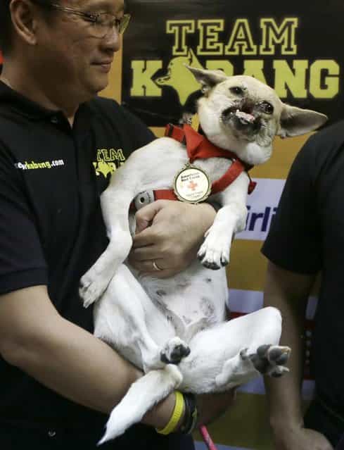 Kabang, a two-year-old injured mixed breed, is shown to the media at a veterinary clinic at the financial district of Makati city east of Manila, Philippines, a few hours upon arrival from San Francisco, CA with its handler Dr. Anton Lim Saturday June 8, 2013. Kabang lost half her face saving the lives of two girls and returned home after more than 7 months treatment at the University of California, Davis, California with $27,000 in donations raised in the Philippines and abroad. (Photo by Bullit Marquez/AP Photo)