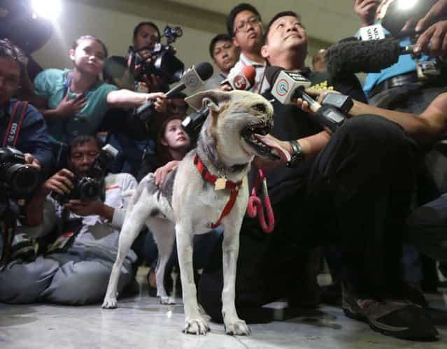 Dr. Anton Lim is interviewed by the media as he holds Kabang, a two-year-old injured mixed breed, upon arrival at the Ninoy Aquino International Airport in Pasay city, south of Manila, Philippines, early Saturday June 8, 2013 from San Francisco, Calif. Kabang lost her snout and upper jaw saving two girls' lives in the Philippines was headed back to its owner following treatment at the University of California, Davis veterinary hospital. (Photo by Bullit Marquez/AP Photo)
