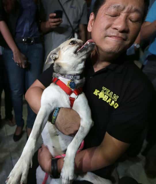Kabang, a two-year-old injured mixed breed, licks Dr. Anton Lim upon arrival at the Ninoy Aquino International Airport in Pasay city, south of Manila, Philippines, early Saturday June 8, 2013 from San Francisco, Calif. Kabang lost her snout and upper jaw saving two girls' lives in the Philippines was headed back to its owner following treatment at the University of California, Davis veterinary hospital. (Photo by Bullit Marquez/AP Photo)