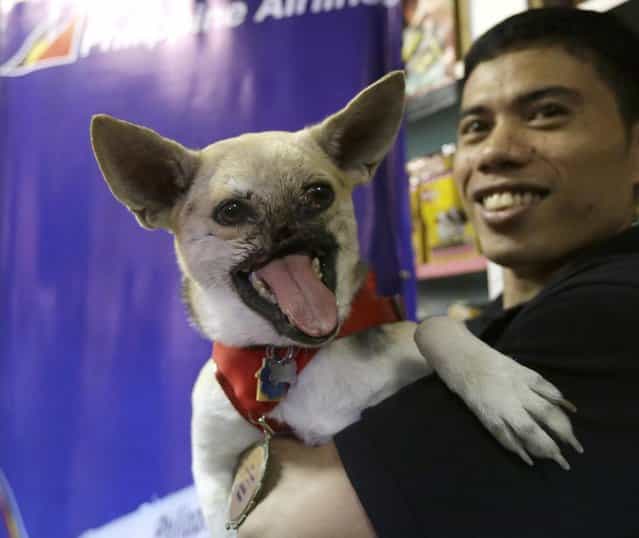 Kabang, a two-year-old injured mixed breed, is shown to the media at a veterinary clinic at the financial district of Makati city east of Manila, Philippines, a few hours upon arrival from San Francisco, CA with its handler Dr. Anton Lim, unseen, Saturday June 8, 2013. Kabang lost half her face saving the lives of two girls and returned home after more than 7 months treatment at the University of California, Davis, California with $27,000 in donations raised in the Philippines and abroad. At right is Mona Consunji of &quot;Team Kabang.&quot; (Photo by Bullit Marquez/AP Photo)