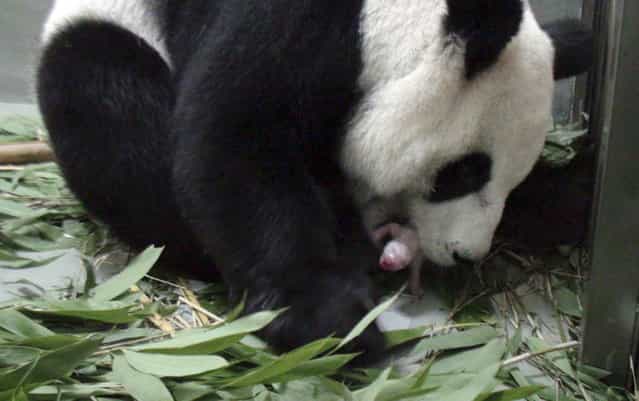 In this photo taken Saturday, July 6, 2013 released by the Taipei Zoo, a female giant panda named Yuan Yuan one of a pair presented by China four years ago to mark warming ties with Taiwan, is seen giving birth to a female cub at the Taipei Zoo, in Taiwan. (Photo by AP Photo/Taipei City Zoo)