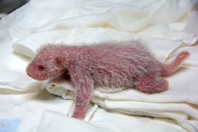 This undate handout photograph released by Taipei City Zoo on July 17, 2013 shows recently born panda cub of giant panda Yuan Yuan in an incubator at Taipei Zoo in Taipei. (Photo by AFP Photo/Taipei City Zoo)