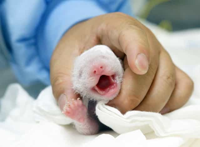This handout photograph released by Taipei City Zoo on July 13, 2013 shows a newly-born panda cub of giant panda Yuan Yuan in an incubator at Taipei Zoo in Taipei. (Photo by AFP Photo/Taipei City Zoo)