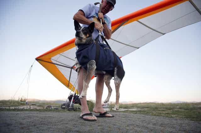 Dan McManus secures the harness for his service dog Shadow before they hang glide together outside Salt Lake City, Utah, July 22, 2013. (Photo by Jim Urquhart/Reuters)