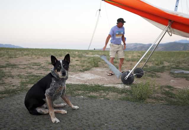 Dan McManus prepares his hang glider as his service dog Shadow waits to fly outside Salt Lake City, Utah, July 22, 2013. (Photo by Jim Urquhart/Reuters)