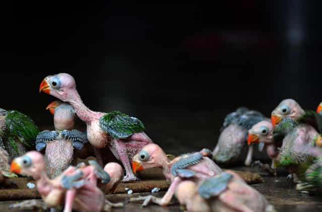 Baby Parrot are seen after they were caught and preserve by local hunter for sale at a private resident in Dimapur. (Photo by Caisii Mao/NurPhoto/Sipa USA)