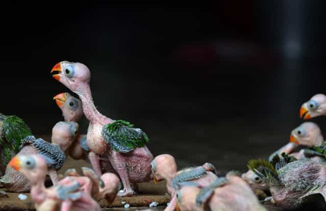 Baby Parrot are seen after they were caught and preserve by local hunter for sale at a private resident in Dimapur. (Photo by Caisii Mao/NurPhoto/Sipa USA)