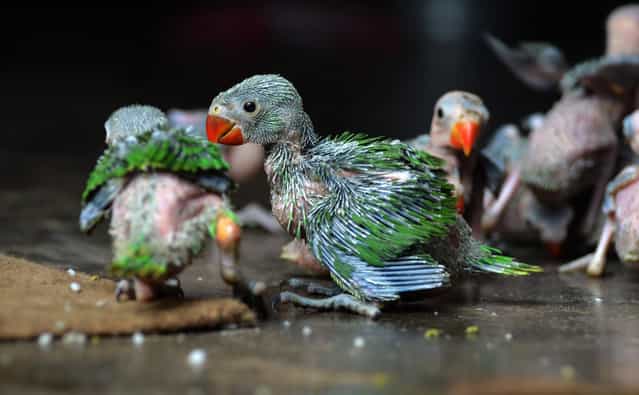 Baby Parrot are seen after they were caught and preserve by local hunter for sale at a private resident in Dimapur, India north eastern state of Nagaland on Wednesday, July 24, 2013. Wildlife were hunted down for consumption or for sale in the India eastern state of Nagaland, which make a living for the hunter. (Photo by Caisii Mao/NurPhoto/Sipa USA)
