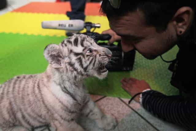 A white Bengal tiger cub plays with a cameraman during a press presentation at Huachipa's private Zoo in Lima August 5, 2013. The 41-day-old, yet unnamed cub was born at the park and is the first white Bengal tiger in Peru to have been born in captivity. (Photo by Mariana Bazo/Reuters)