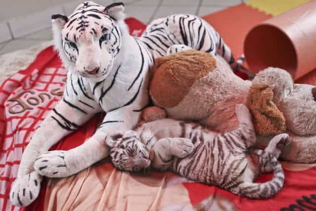 A 42-day-old white bengal tiger cub (bottom), the first of its kind born in Peru, sleeps between toys as he is presented at the Huachipa's zoo in Lima on August 6, 2013. (Photo by Ernesto Benavides/AFP Photo)