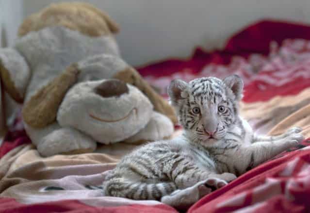 A six-week old female Bengal white tiger rests near a stuffed animal at the Huachipa Zoo on the outskirts of Lima, Peru, Monday, Aug. 5, 2013. The unnamed tiger was separated from her mother, Clarita, because the mother was not lactating properly, and will join her mother in about six month, according to zoo veterinarian Catalina Hermoza. (Photo by Martin Mejia/AP Photo)