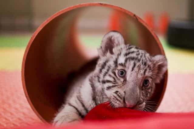 A 42-day-old white bengal tiger cub, the first of its kind born in Peru, is presented at the Huachipa's zoo in Lima on August 6, 2013. (Photo by Ernesto Benavides/AFP Photo)
