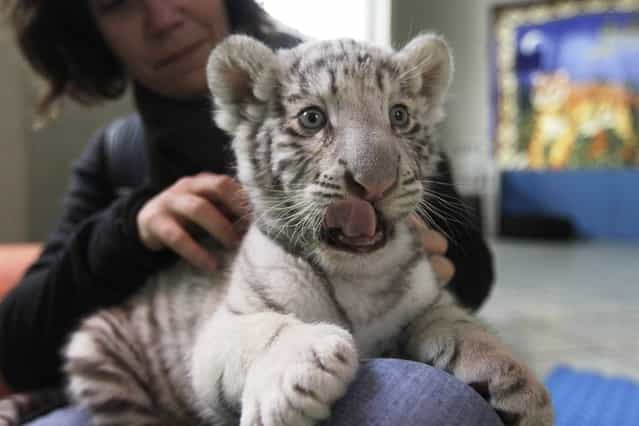 A white Bengal tiger cub plays with a journalist during a press presentation at Huachipa's private Zoo in Lima August 5, 2013. The 41-day-old, yet unnamed cub was born at the park and is the first white Bengal tiger in Peru to have been born in captivity. (Photo by Mariana Bazo/Reuters)
