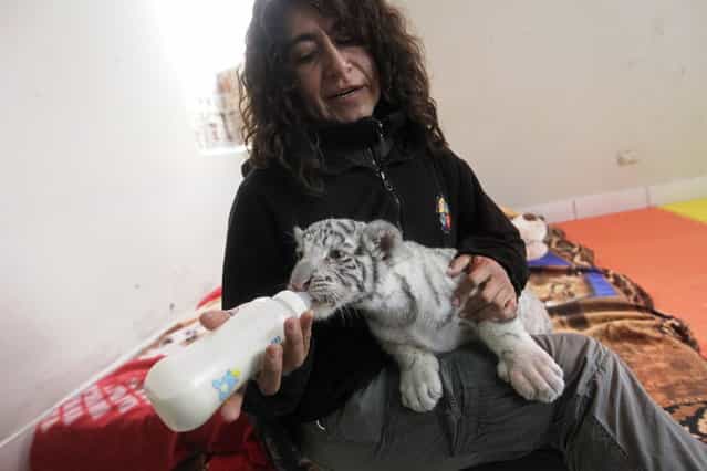 A white Bengal tiger cub is fed by veterinarian Catalina Hermoza during a press presentation at Huachipa's private Zoo in Lima August 5, 2013. The 41-day-old, yet unnamed cub was born at the park and is the first white Bengal tiger in Peru to have been born in captivity. (Photo by Mariana Bazo/Reuters)