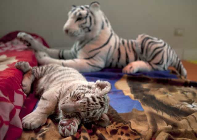A six-week old female Bengal white tiger rests near a stuffed animal of a white tiger at the Huachipa Zoo on the outskirts of Lima, Peru, Monday, August 5, 2013. The unnamed tiger was separated from her mother, Clarita, because the mother was not lactating properly, and will join her mother in about six month, according to zoo veterinarian Catalina Hermoza. (Photo by Martin Mejia/AP Photo)