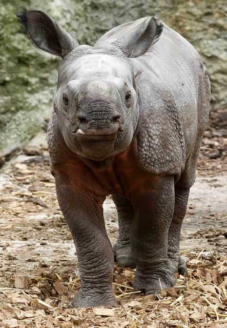 Nine-day old male Indian rhinoceros Jari walks in an outdoor enclosure at the zoo in Basel September 18, 2012. Jari was born to mother Quetta last Monday, weighing around 60 kilos (132.3 pounds). REUTERS/Arnd Wiegmann