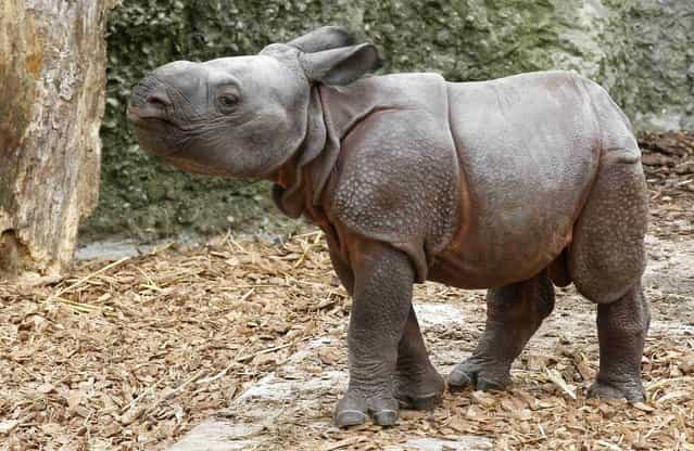 Nine-day old male Indian rhinoceros Jari walks in an outdoor enclosure at the zoo in Basel September 18, 2012. Jari was born to mother Quetta last Monday, weighing around 60 kilos (132.3 pounds). REUTERS/Arnd Wiegmann