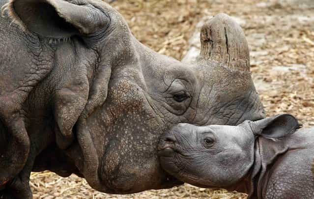Nine-day old male Indian rhinoceros Jari stands beside his 18-year old mother Quetta in an outdoor enclosure at the zoo in Basel September 18, 2012. Jari was born last Monday weighing around 60 kilos. REUTERS/Arnd Wiegmann