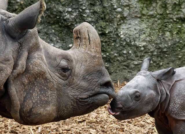 Nine-day old male Indian rhinoceros Jari stands beside his 18-year old mother Quetta in an outdoor enclosure at the zoo in Basel September 18, 2012. Jari was born last Monday weighing around 60 kilos (132.3 pounds). REUTERS/Arnd Wiegmann