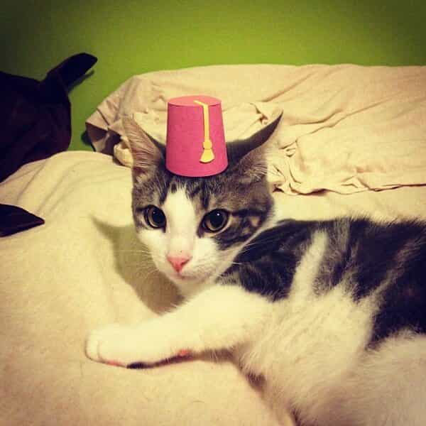 Three-legged Kitten and Hat