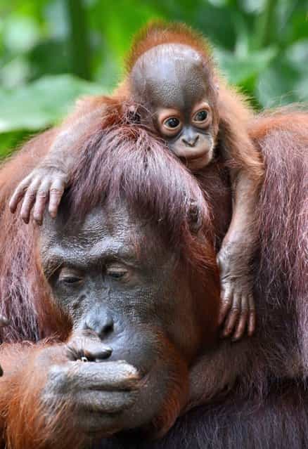 A female Bornean orangutan named Dam is seen with her newborn son Veera at the Singapore Zoo on March 6, 2013. Veera was born on January 21 at the Zoo – the 40th orangutan birth to date – which has the largest social colony of endangerd Sumatran and Bornean sub-species orangutans. (Photo by Roslan Rahman/AFP Photo)