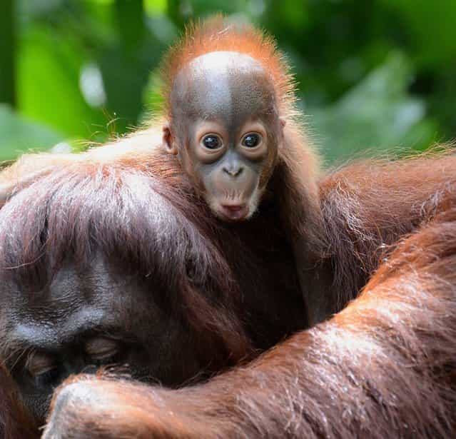 A female Bornean orangutan named Mari is seen with her still to be named son at the Singapore Zoo on March 6, 2013. The baby orangutan was born on January 21 at the Zoo – the 40th orangutan birth to date – which has the largest social colony of endangerd Sumatran and Bornean sub-species orangutans. (Photo by Roslan Rahman/AFP Photo)