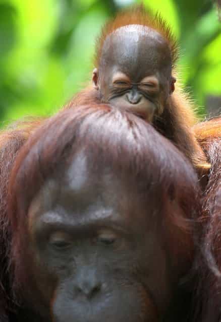 One month-old endangered Bornean Orang Utan clings on to his mother named Miri on Wednesday March 6, 2013 in Singapore. The Singapore Zoo is renowned for its flagship animal, the Orang Utan, and exhibits both the endangered Bornean and critically endangered Sumatran sub-species in a social setting. It is also known for its efforts in promoting and educating the public about the importance of wildlife conservation through its educational programs and breeding of these endangered species. (Photo by Wong Maye-E/AP Photo)