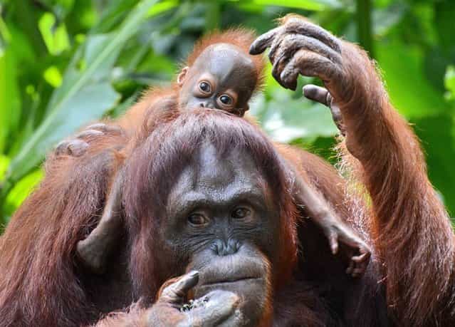A female Bornean orangutan named Mari is seen with her still to be named son at the Singapore Zoo on March 6, 2013. The baby orangutan was born on January 21 at the Zoo – the 40th orangutan birth to date – which has the largest social colony of endangerd Sumatran and Bornean sub-species orangutan. (Photo by Roslan Rahman/AFP Photo)