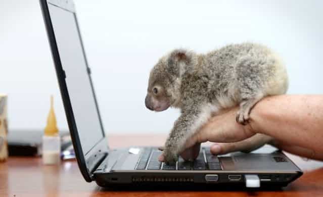 Raymond The Baby Koala