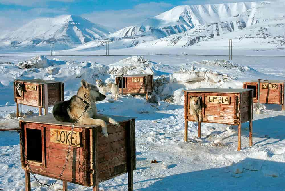 Arctic Dog Houses GagDaily News