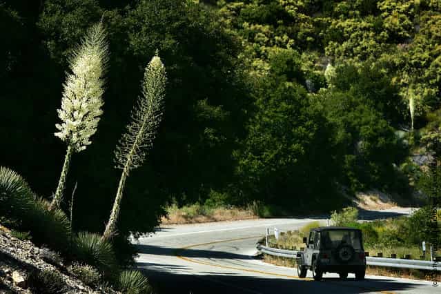 Giant Yucca