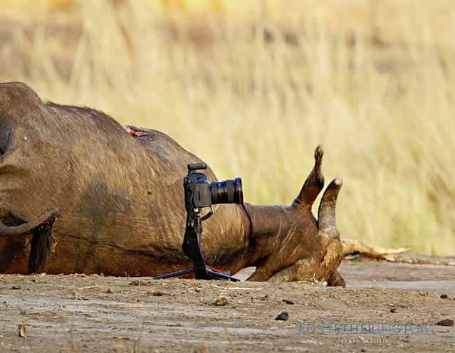 Lion Steals Photographer's Camera