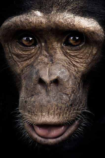 Chimpanzee Sanctuary By Gabi Guiard